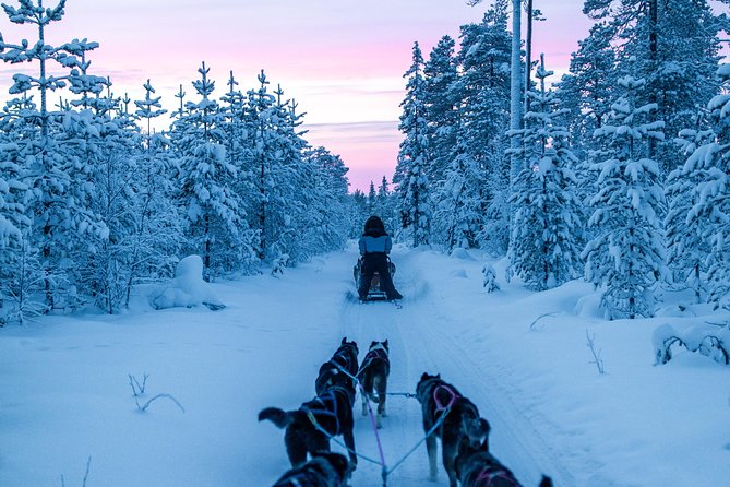 Full Day 30 to 40KM Taiga Husky Tour With a Lunch, in Rovaniemi - Reviews and Ratings