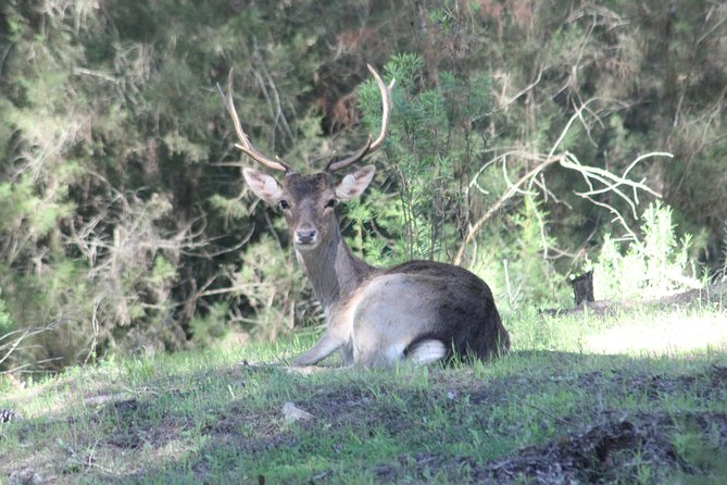 Full-Day Donana National Park Tour From Seville - Additional Information