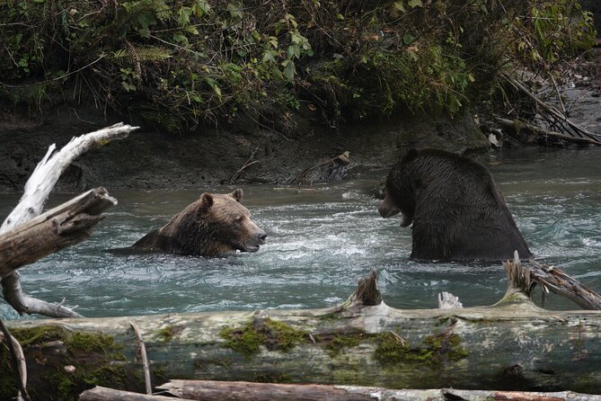 Full Day Grizzly Bear Tour to Toba Inlet - Tour Route