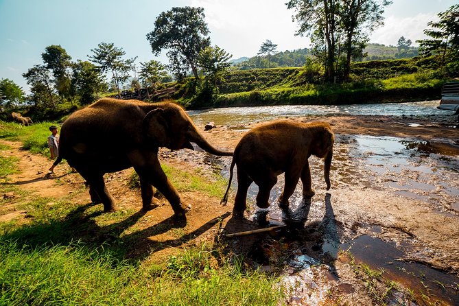 Full-Day Guided Tuk Tuk Chiang Mai Adventure and Rafting - Booking Information