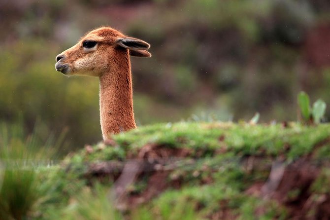 Full Day in the Sacred Valley - The Pantry of Cusco - Stop at Chinchero Village