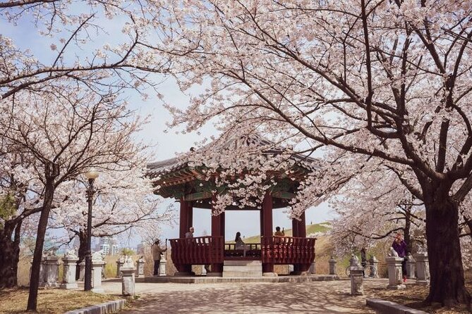 Full-Day Jinhae Cherry Blossom Festival Private Tour - Festival Location and Attractions