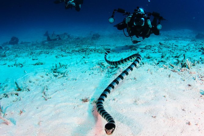 Full-Day Koh Bon Scuba Diving From Phuket - Traveler Photos