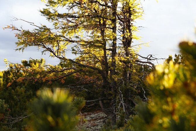Full-Day Larch Hike, Banff Departure - Trail Highlights