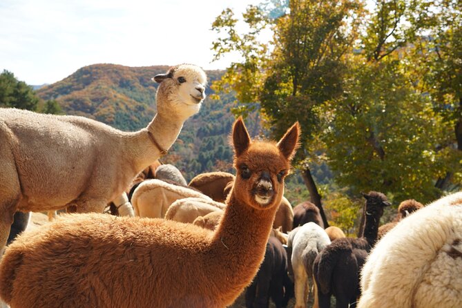 Full-Day Legoland and Alpaca World Guided Tour From Seoul - Common questions