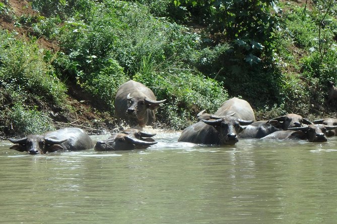 Full-Day Leisure River Kayaking Into Mae Taeng Forest Reserve From Chiang Mai - Physical Requirements