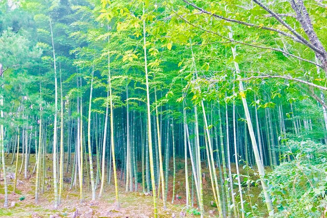 Full-Day Private Guided Tour in Kyoto, Arashiyama - Tour Guide Experience