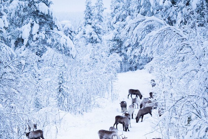 Full-Day Reindeer Tour With Pickup in Kiruna - Directions