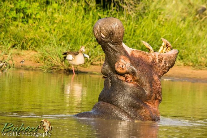 Full Day Safari - Kruger National Park - Customer Reviews