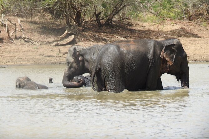 Full Day Safari - Yala National Park - 04.30 Am to 06.00 Pm With - Janaka Safari - Customer Recommendations and Reviews