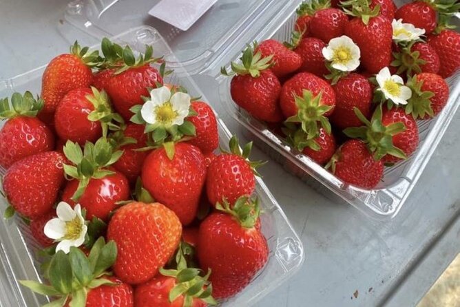 Full Day Strawberry Picking and Rail Bike in Nami Island - Terms and Conditions Overview