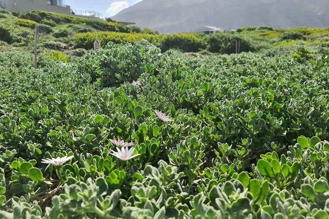 Full-Day Tour Stony Point Penguin Colony at Bettys Bay (Up to 10 Persons) - Common questions