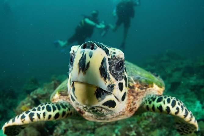 Fun Diving Safari Day Trip From Koh Lanta - Certified Divers - Pricing and Booking Information