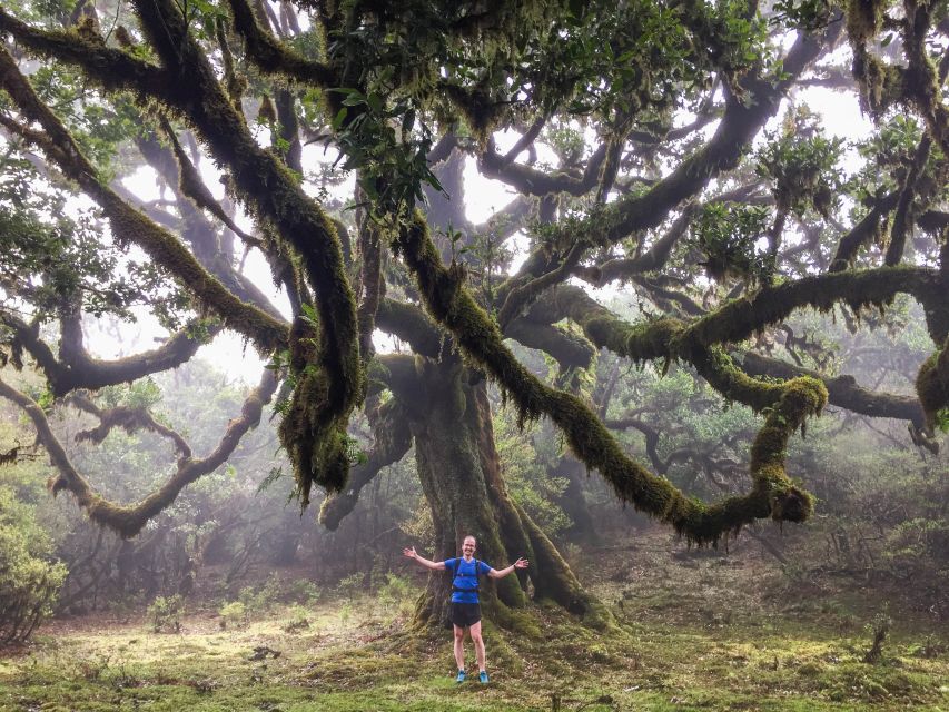 Funchal: Fanal Ancient Forest Running Tour - Trail Details