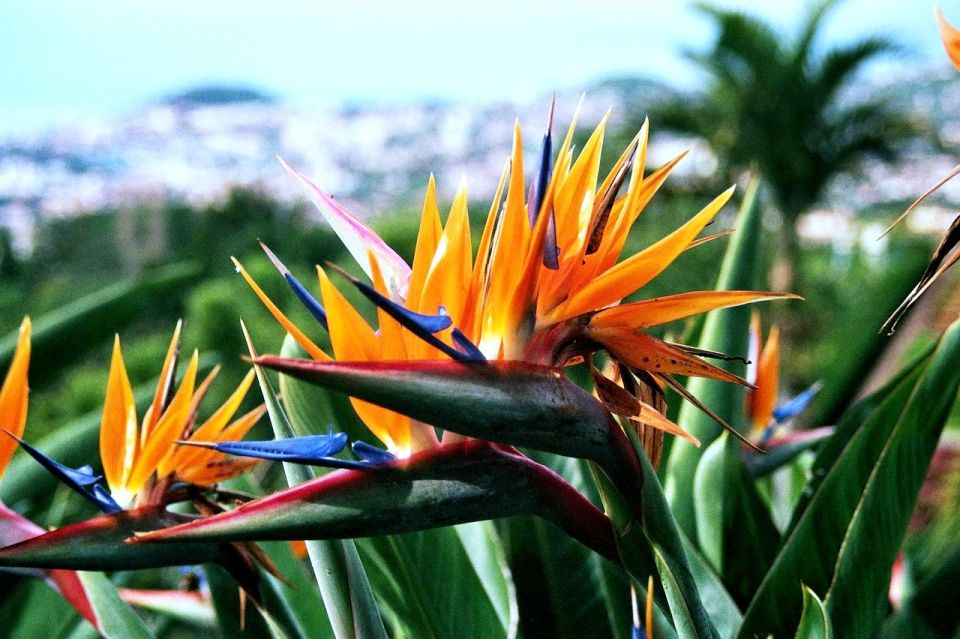 Funchal: Madeira Botanical Garden Private Tuk-Tuk Tour - Additional Information