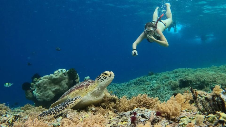 Gili Trawangan: Gili Island 3 Spots Snorkeling With Turtle - Professional Guided Snorkeling Experience