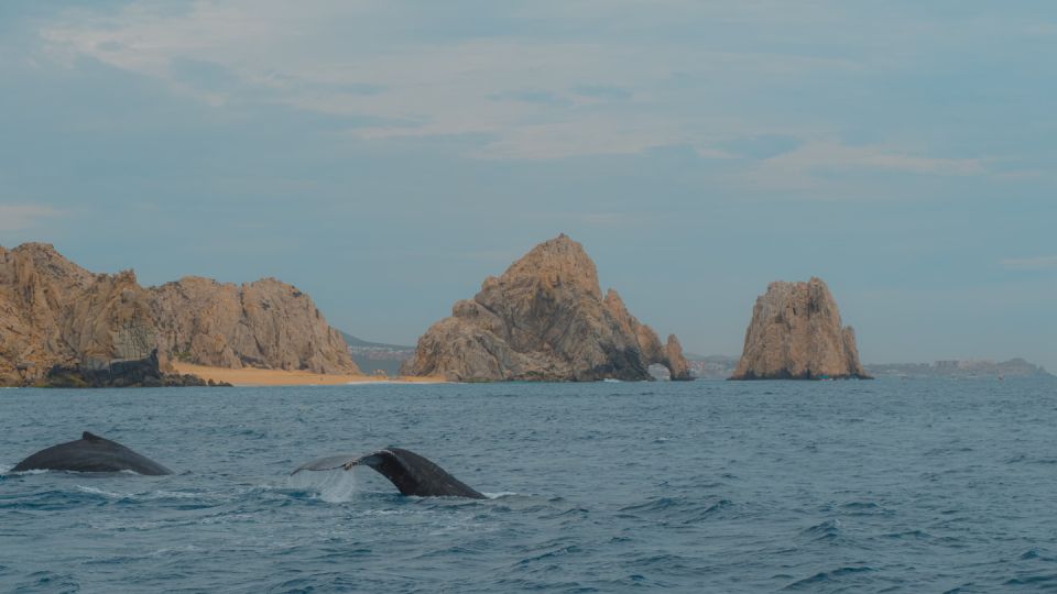 Glass Bottom Boat Whale Watching - Exclusive Marine Experience