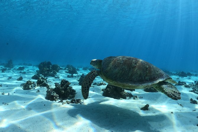 Glass-Bottomed Boat Tour With Lunch and Snorkeling, Moorea - Common questions