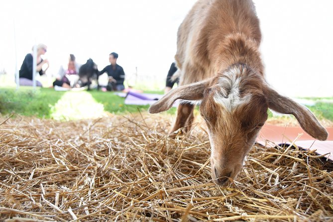 Goat Yoga and Wine Tasting - Cancellation Policy and Reviews