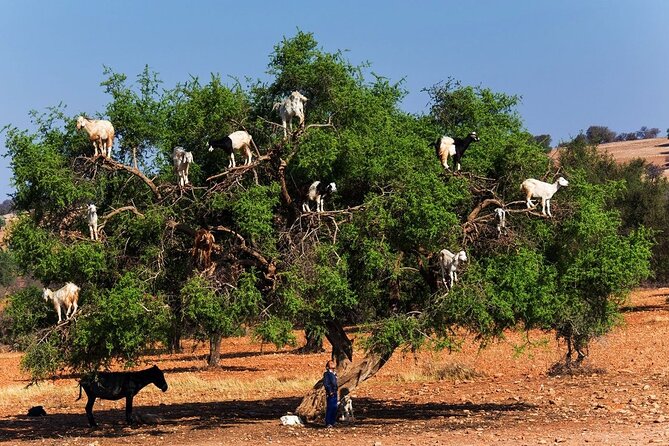 Goats on the Tree Trip From Agadir & Taghazout - Last Words