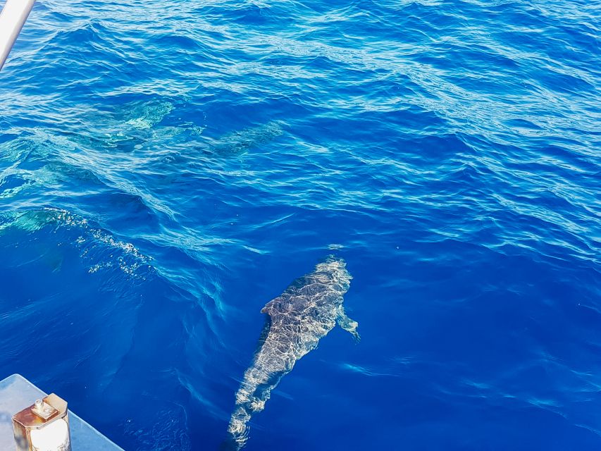 Gran Canaria: Catamaran Dolphin Watch Cruise With Snorkeling - Snorkeling and Wildlife Sightings