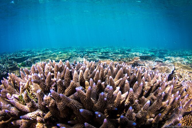 Great Barrier Reef and MOUA Cruise From Townsville or Magnetic Island - Common questions