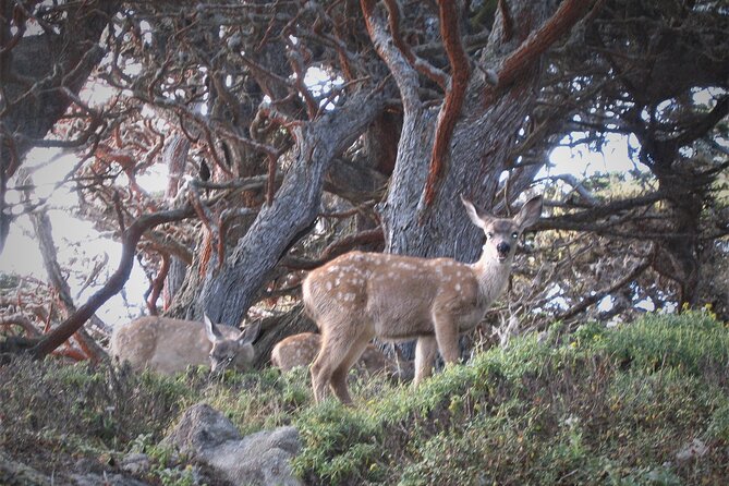 Guided 2-Hour Point Lobos Nature Walk - Common questions