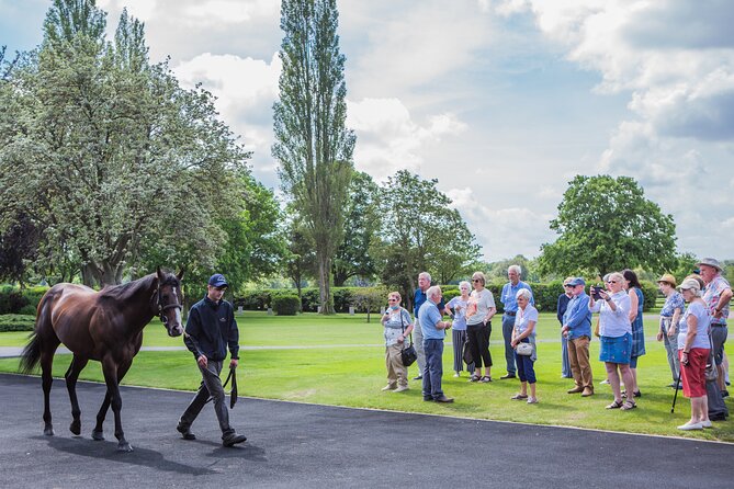 Guided Half Day Behind the Scenes Newmarket Tour - Reviews and Contact Information