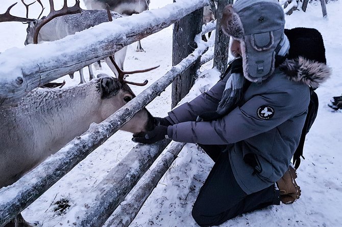 Guided Reindeer Farm Visit and One Hour Sledge Safari - Last Words