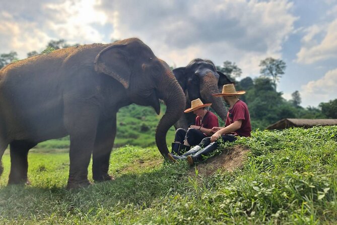 Half-Day Elephant Rescue Center Experience in Chiang Mai - Common questions