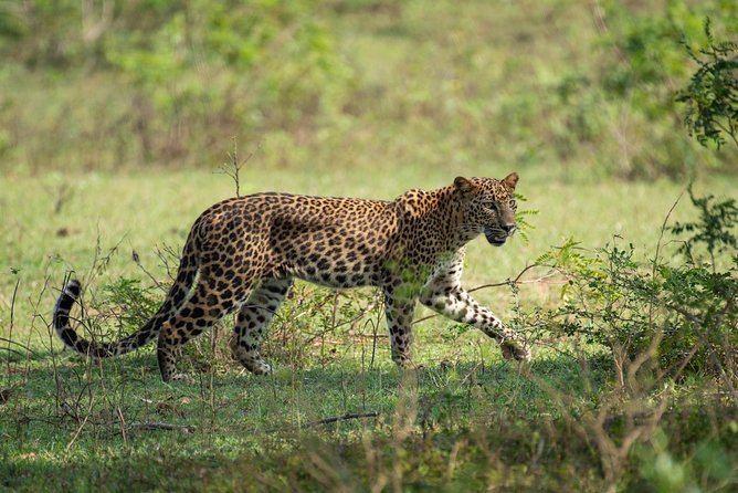 Half Day Jeep Safari In Yala National Park - Review and Pricing Insights