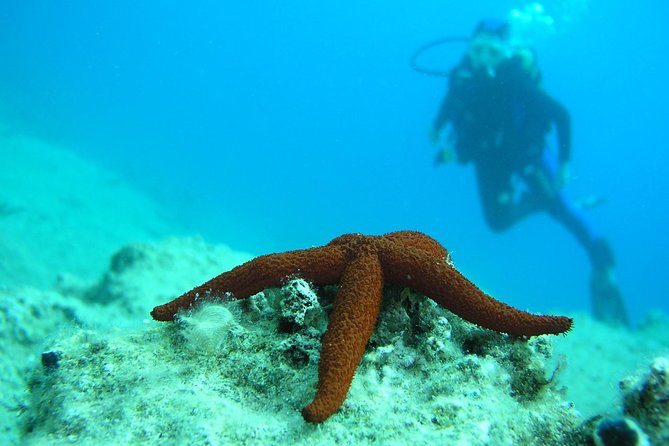 Half-day Scuba Diving Experience in Oludeniz - Traveler Photos