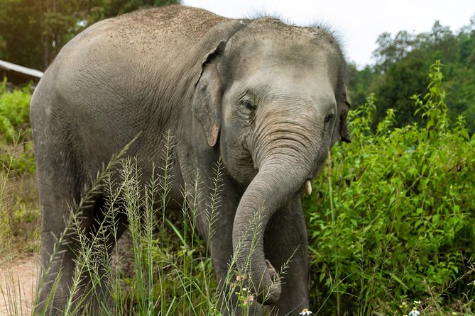Half Day Visit Elephant Sanctuary in Samui - Traveler Recommendations