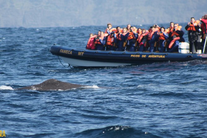 Half-Day Whale and Dolphin Watching Tour in Ponta Delgada - Tour Crew Expertise