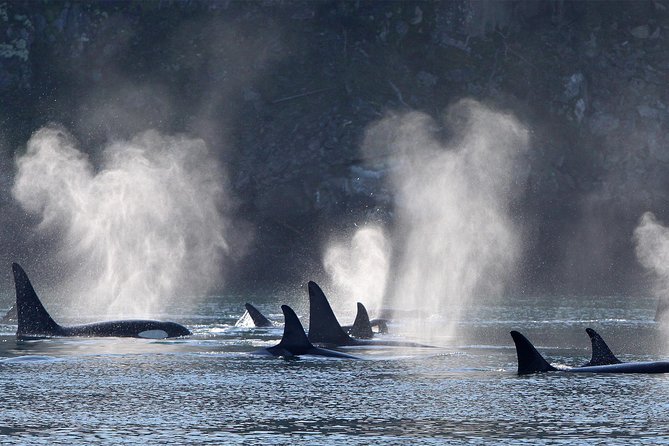 Half-Day Whale Watching Adventure From Telegraph Cove - Common questions