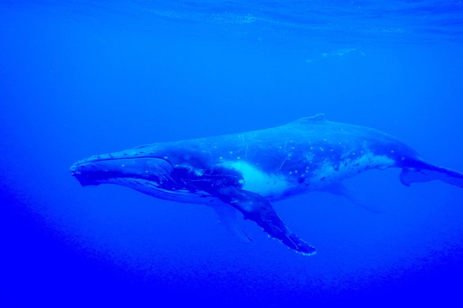 Half-Day Whale Watching and Swimming Tour, Moorea - Best Time to Visit for Whale Watching