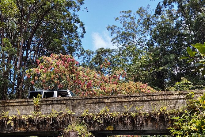 Halfway to Hana Tour of Maui Black Sand Beach Waterfalls Turtles - Reviews Overview