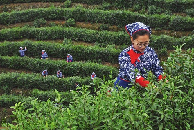 5 hangzhou longjing tea plantation culture experience tour Hangzhou Longjing Tea Plantation Culture Experience Tour