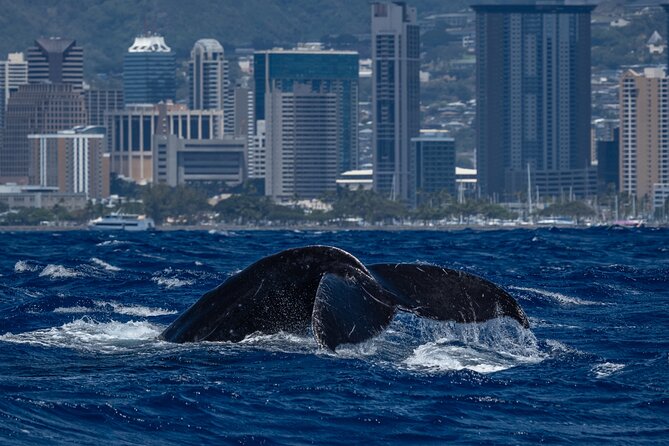 Hawaii: Honolulu Whale-Watching Catamaran Tour  - Oahu - Directions