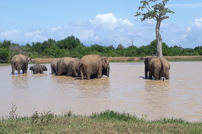 Hello! One Day Udawalawe National Park Elephant Safari - Last Words