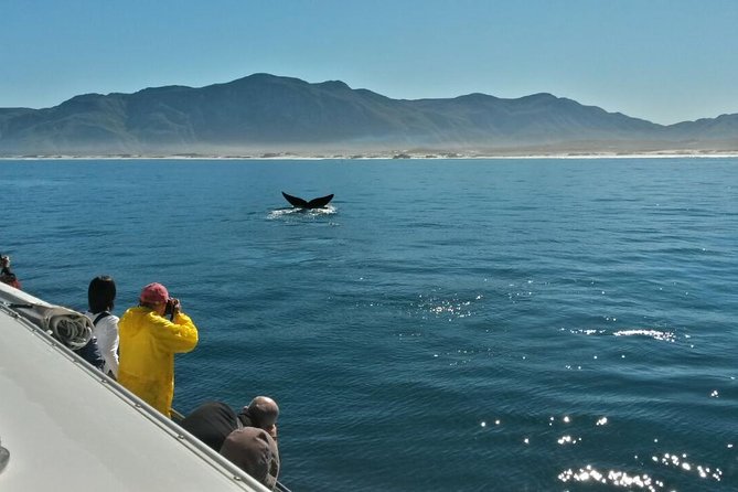 Hermanus Whale Watching Shared Boat Trip and Private Wine Tour From Cape Town - Last Words