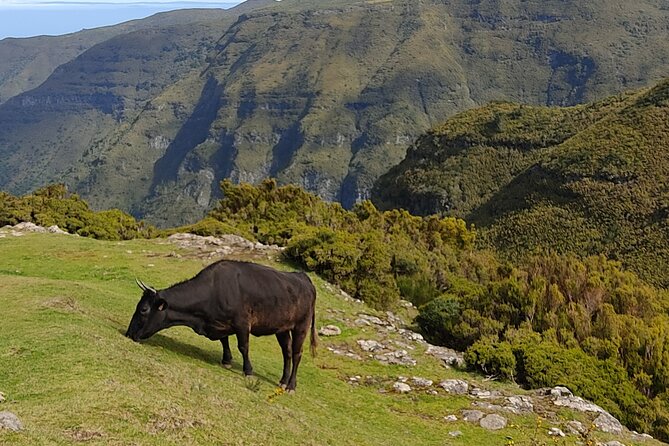 Hike 25 Fontes & Risco Levada Self-Guided - Pricing and Legal Info