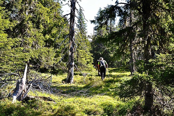 Hike In The Vindelfjäll - Europes Largest Nature Reserve - Pricing and Additional Information