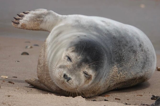 Hike to Atlantic Grey Seal Pups – Best Time to Visit - Common questions