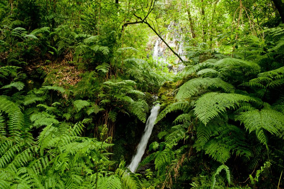 Hiking Levadas of Madeira: Levada Do Rei - Flora and Fauna Exploration