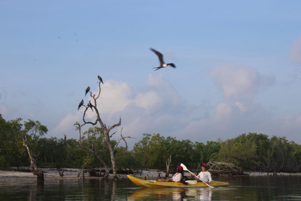 Holbox: Guided Sunrise Kayak Tour Through Mangrove Reserve - Additional Information