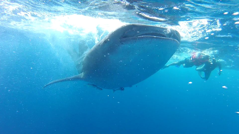 Holbox Island: Whale Shark Tour - Inclusions Provided