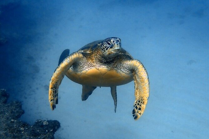 Honolulu Maunalua Bay Snorkel Tour  - Oahu - Pricing Information