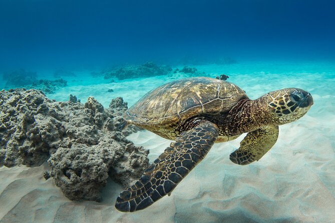 Honolulu Swimming With Turtles Experience in Waikiki  - Oahu - Directions