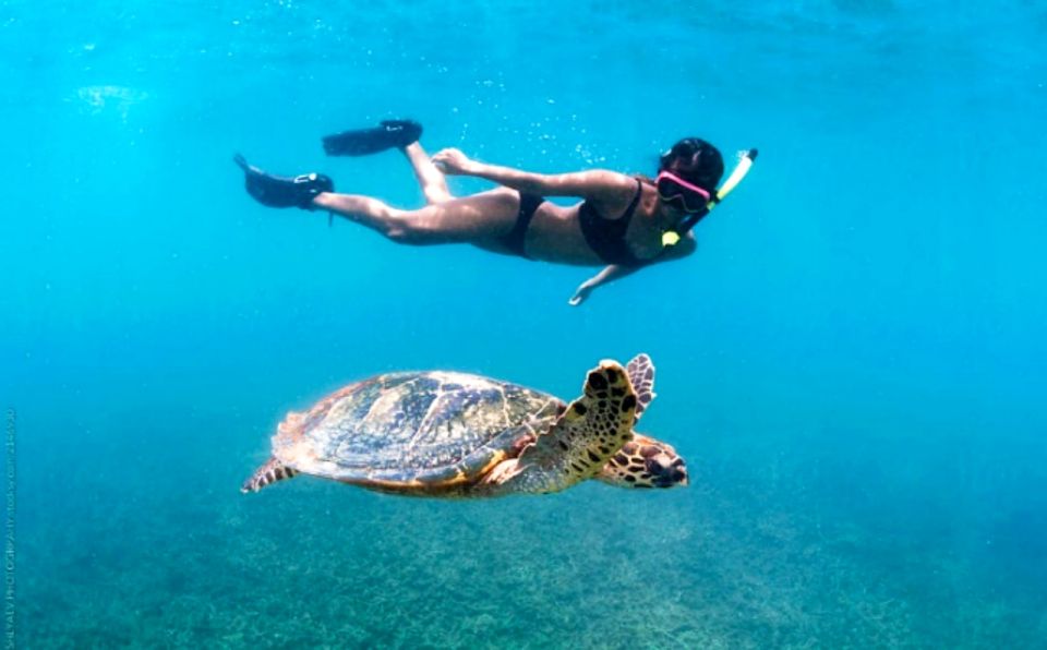 Honolulu: Waikiki Turtle Snorkeling Tour & 30ft Jump - Review Summary